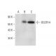 DGCR14 Antibody (F-8) - Western Blotting - Image 305749