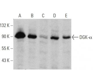 DGK-&alpha; Antibody (C-11) - Western Blotting - Image 359983 