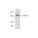 DGK-β Antibody (G-11) - Western Blotting - Image 344111 