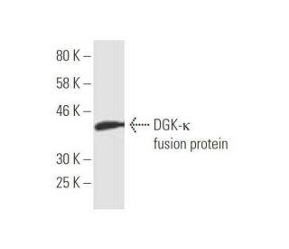DGK-&kappa; Antibody (4G12) - Western Blotting - Image 350334