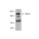 DGK-θ Antibody (E-5) - Western Blotting - Image 376360