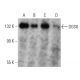 DGS8 Antibody (E-10) - Western Blotting - Image 359535 