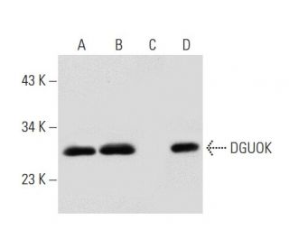 DGUOK Antibody (E-7) - Western Blotting - Image 301295 