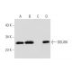 DGUOK Antibody (E-7) - Western Blotting - Image 301295 