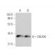 DGUOK Antibody (E-7) - Western Blotting - Image 369024