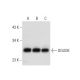 DGUOK Antibody (G-11) - Western Blotting - Image 301350