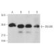 DGUOK Antibody (G-11) - Western Blotting - Image 369025 