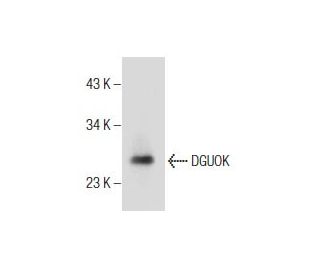 DGUOK Antibody (H-2) - Western Blotting - Image 156248 