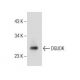 DGUOK Antibody (H-2) - Western Blotting - Image 156248 