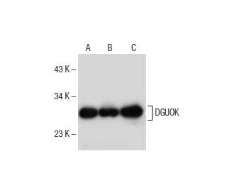 DGUOK Antibody (H-3) - Western Blotting - Image 154930 