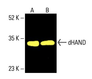 dHAND Antibody (A-12) - Western Blotting - Image 404578 