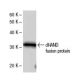 dHAND Antibody (HAND2C1a) - Western Blotting - Image 47852