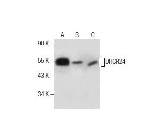 DHCR24 Antibody (D-10) - Western Blotting - Image 285793 