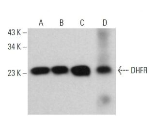 DHFR Antibody (A-9) - Western Blotting - Image 362108 