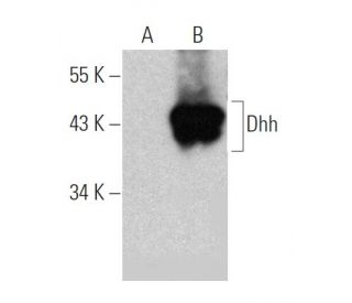 Dhh Antibody (D-4) - Western Blotting - Image 363249