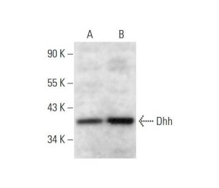 Dhh Antibody (F-9) - Western Blotting - Image 297848 
