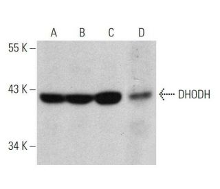 DHODH Antibody (D-6) - Western Blotting - Image 359445 