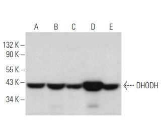 DHODH Antibody (E-8) - Western Blotting - Image 374707 