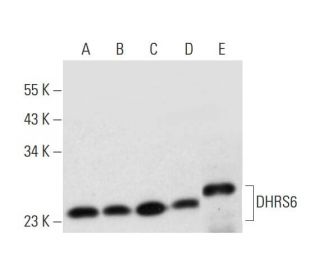 DHRS6 Antibody (H-2) - Western Blotting - Image 318398 