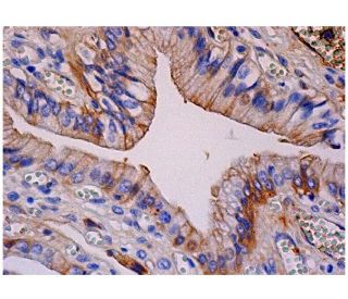 DHS Antibody (D-11) - Immunohistochemistry - Image 284888 