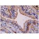 DHS Antibody (D-11) - Immunohistochemistry - Image 284888 