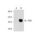 DHS Antibody (D-11) - Western Blotting - Image 159457