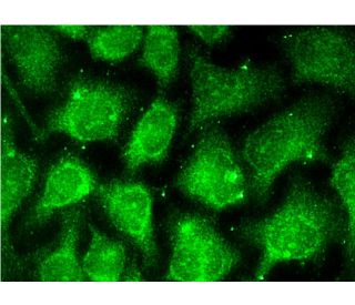 DHS Antibody (F-10) - Immunofluorescence - Image 144544 