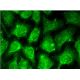 DHS Antibody (F-10) - Immunofluorescence - Image 144544 