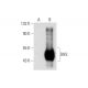 DHS Antibody (G-12) - Western Blotting - Image 143597