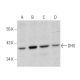 DHS Antibody (G-12) - Western Blotting - Image 359548 