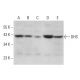 DHS Antibody (G-12) - Western Blotting - Image 379915 