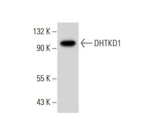 DHTKD1 Antibody (F-11) - Western Blotting - Image 306558 