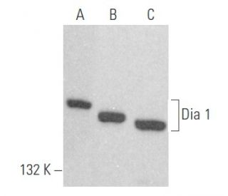 Dia 1 Antibody (D-3) - Western Blotting - Image 356092 