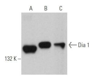 Dia 1 Antibody (E-4) - Western Blotting - Image 362377 