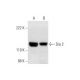 Dia 2 Antibody (H-3) - Western Blotting - Image 295970