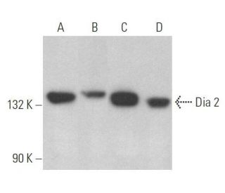 Dia 2 Antibody (H-3) - Western Blotting - Image 358900 
