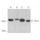 Dia 2 Antibody (H-3) - Western Blotting - Image 358900 