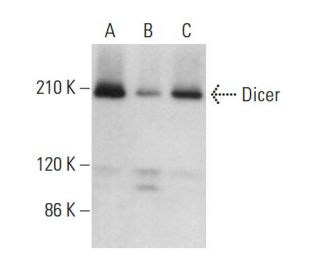 Dicer Antibody (D-11) - Western Blotting - Image 377103 