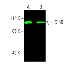 DinB Antibody (A-9) - Western Blotting - Image 387629 