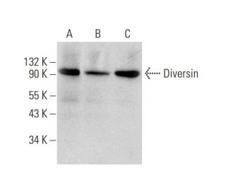 Diversin Antibody (G-9) - Western Blotting - Image 139501 
