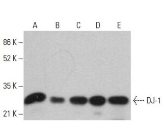 DJ-1 Antibody (A-9) - Western Blotting - Image 379546 