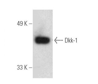 Dkk-1 Antibody (B-7) - Western Blotting - Image 389391 