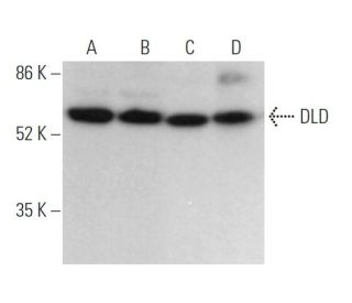 DLD Antibody (E-3) - Western Blotting - Image 371687 