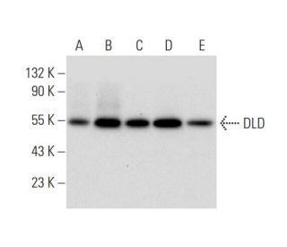 DLD Antibody (G-2) - Western Blotting - Image 298641 