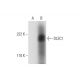 DLEC1 Antibody (D-11) - Western Blotting - Image 292952