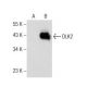 DLK2 Antibody (B-10) - Western Blotting - Image 160484