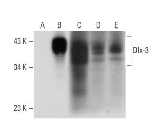 Dlx-3 Antibody (B-5) - Western Blotting - Image 314559