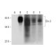 Dlx-3 Antibody (B-5) - Western Blotting - Image 314559
