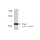 Dlx-6 Antibody (2D7) - Western Blotting - Image 348468