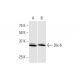 Dlx-6 Antibody (2D7) - Western Blotting - Image 352107 